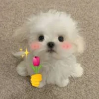 top_bestseller Tiktok ads