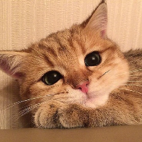 mikann_z