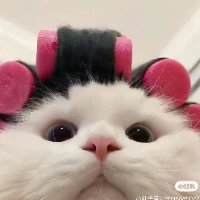 Tommy'sMaMa Tiktok ads