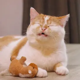 ギズモと琥珀 Tiktok ads