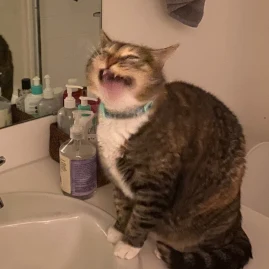 The Chillest Cat Tiktok ads