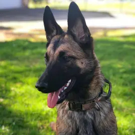 leika.malinois Tiktok ads