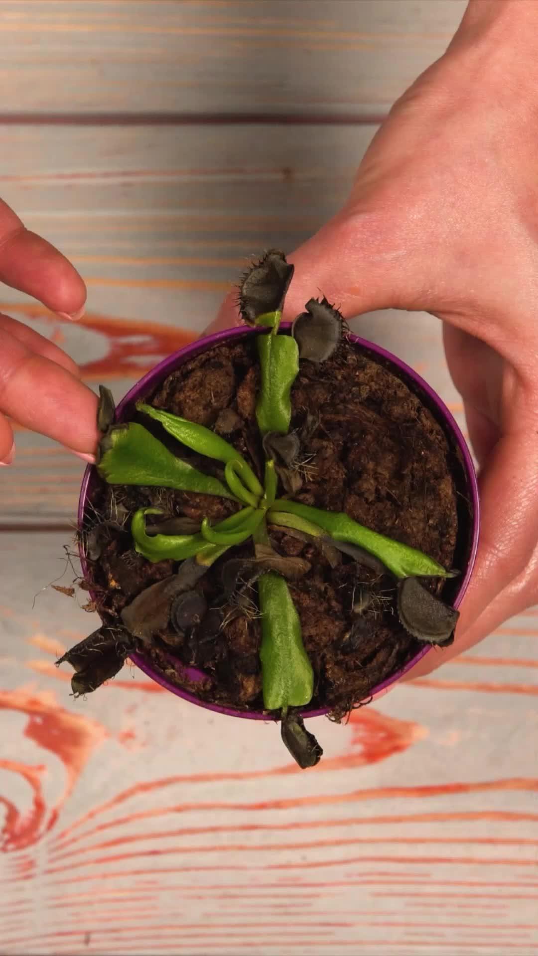 Make plant care simple, enjoyable and easy!