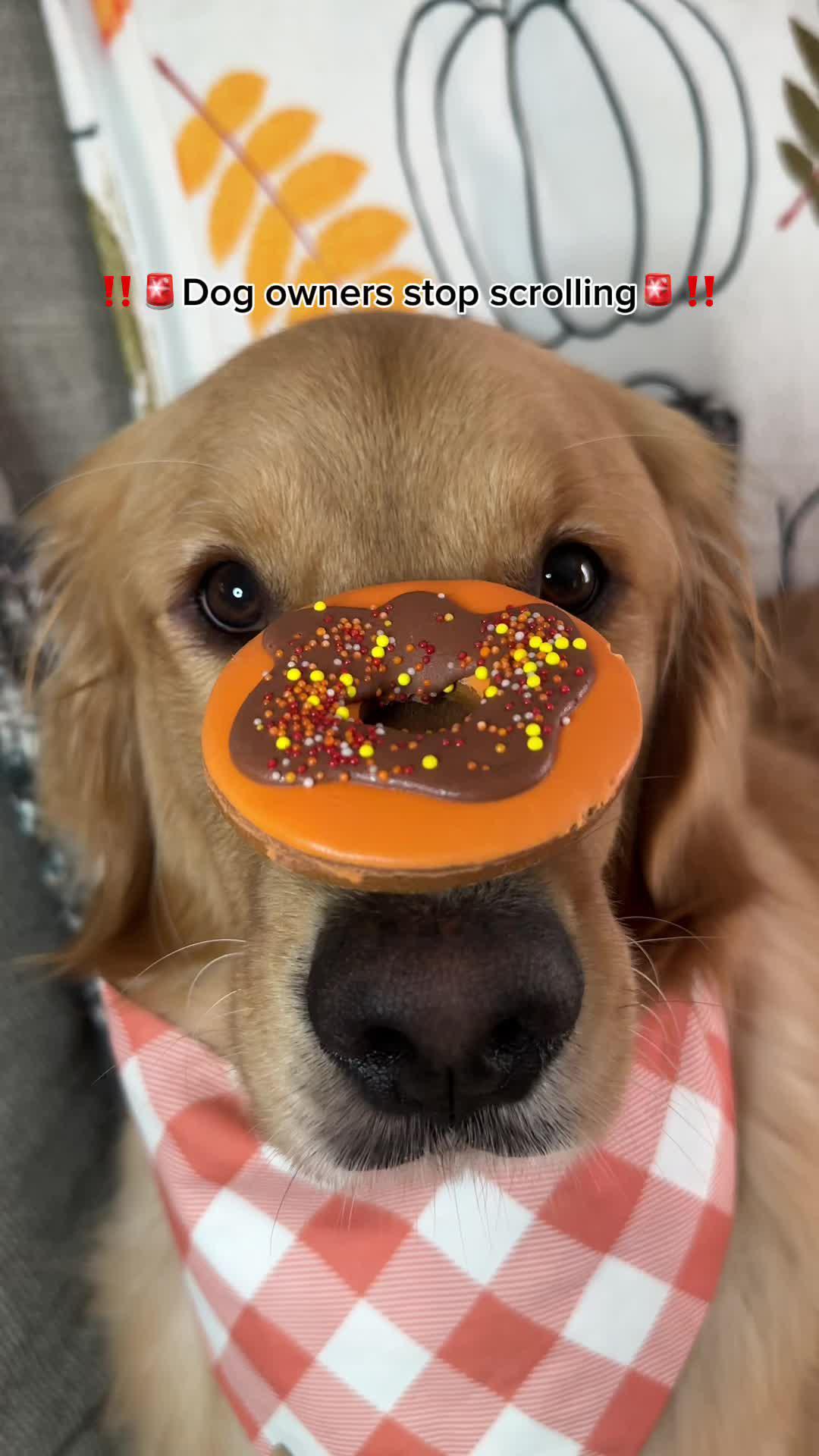 The best dog training app for your flurry friend!