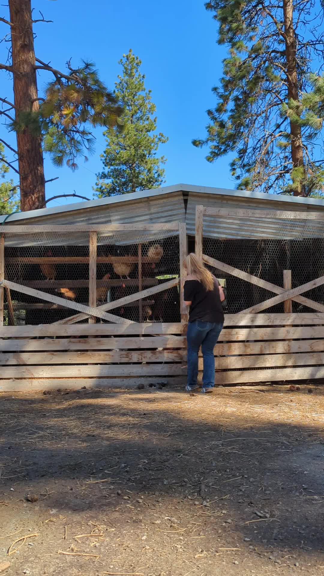 Good Morning! #homestead #farmlife #fyp #farmanimals #longervideos