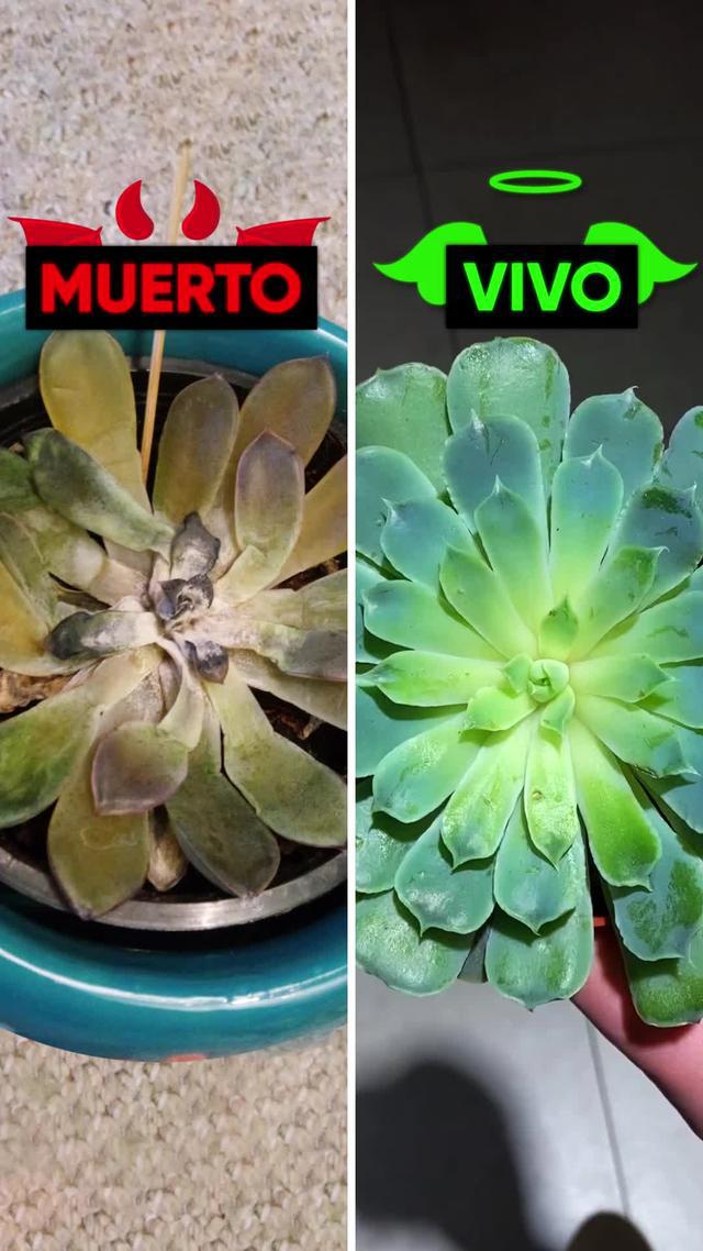 №1 identificador de plantas