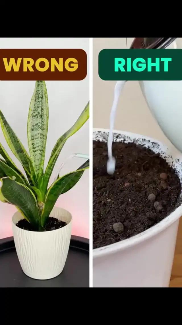 Give your plants the care they deserve. Plantapp keeps them healthy. Try it for free.