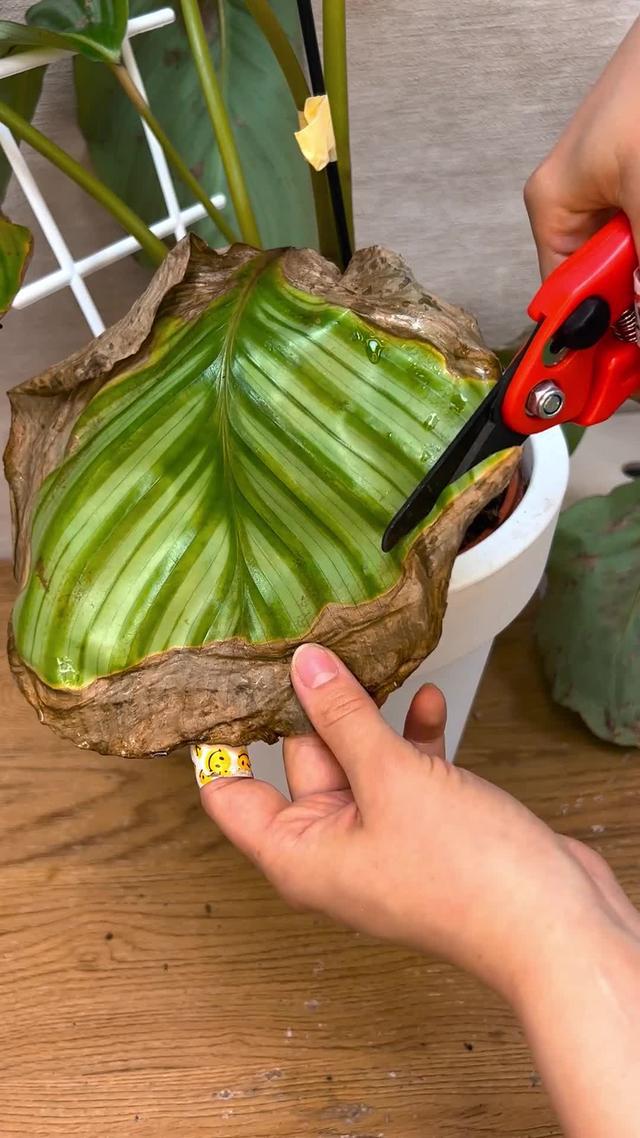 Wypróbuj apkę inteligentnego pomocnika roślin