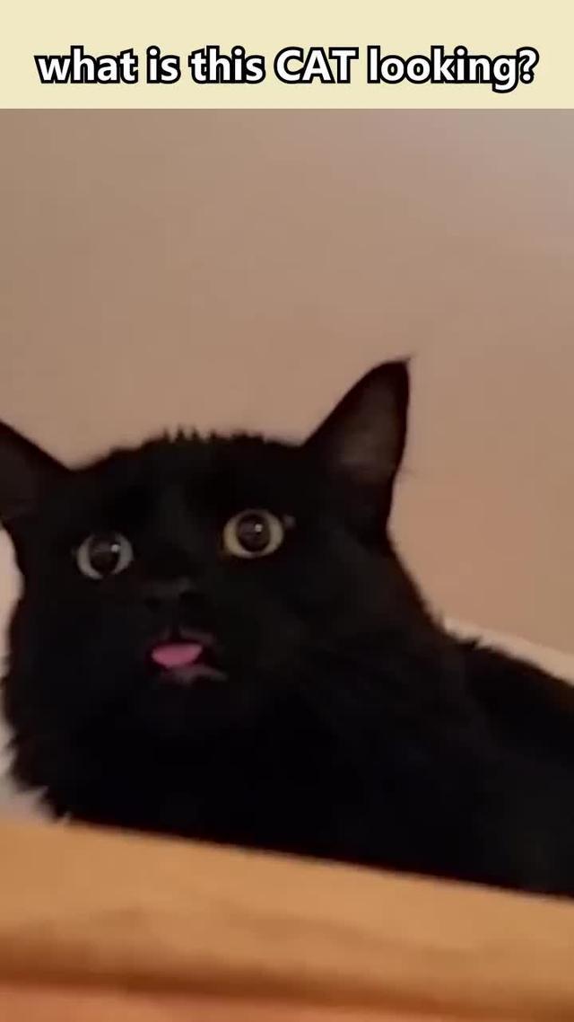 Doge is in danger! help him!