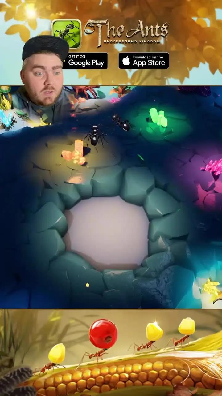 Start An Ant War Now!