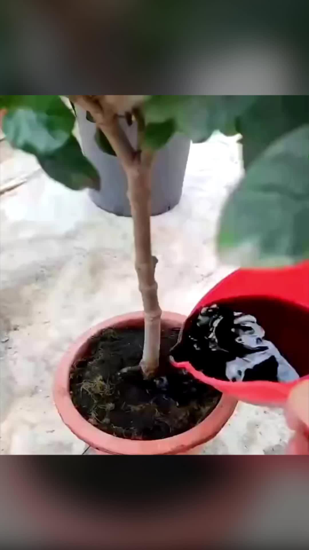 Instantly identify 10,000+ plant species, include flower, tree, leaf, weed, and more.