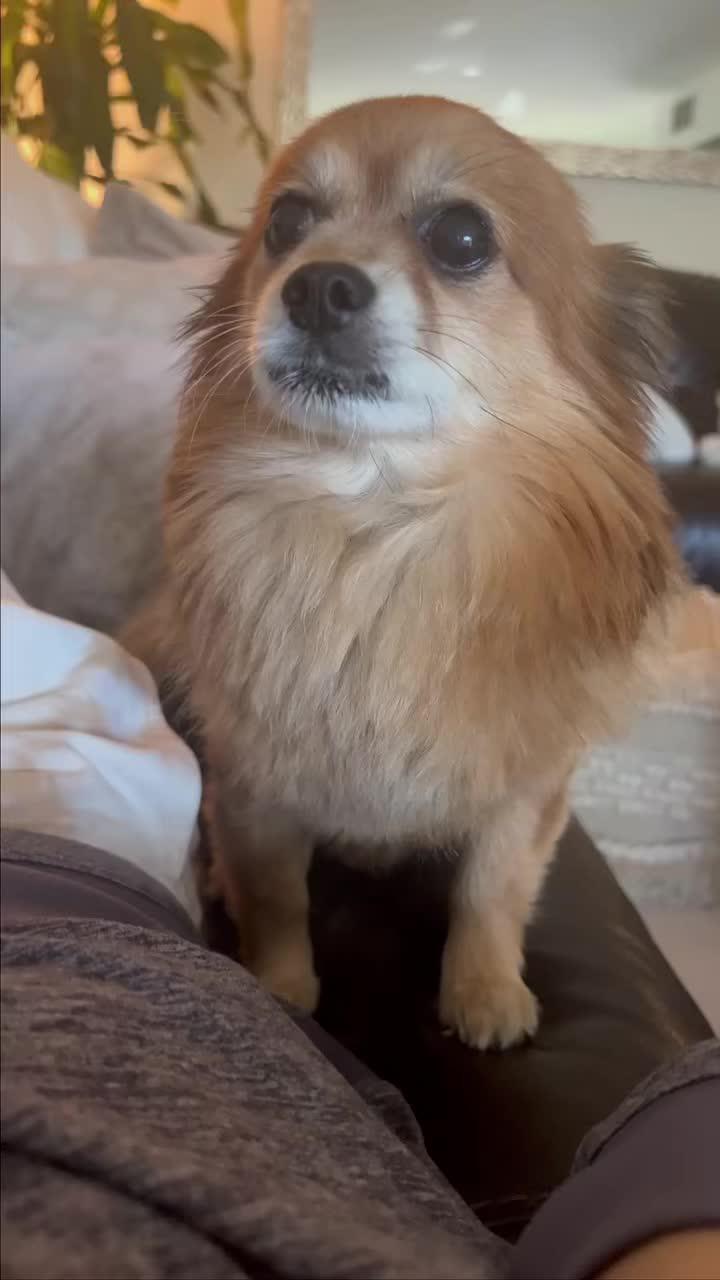 The best dog training app for your flurry friend!