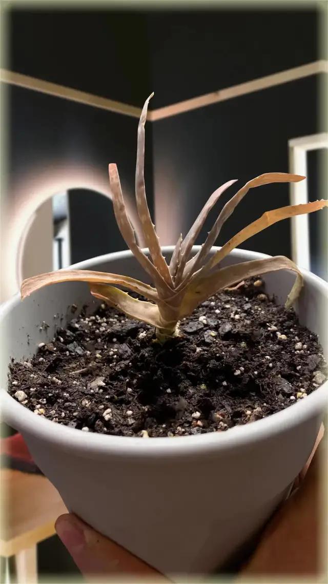 PlantIn can help with any kind of struggle with your plants. Check our features and find out how!