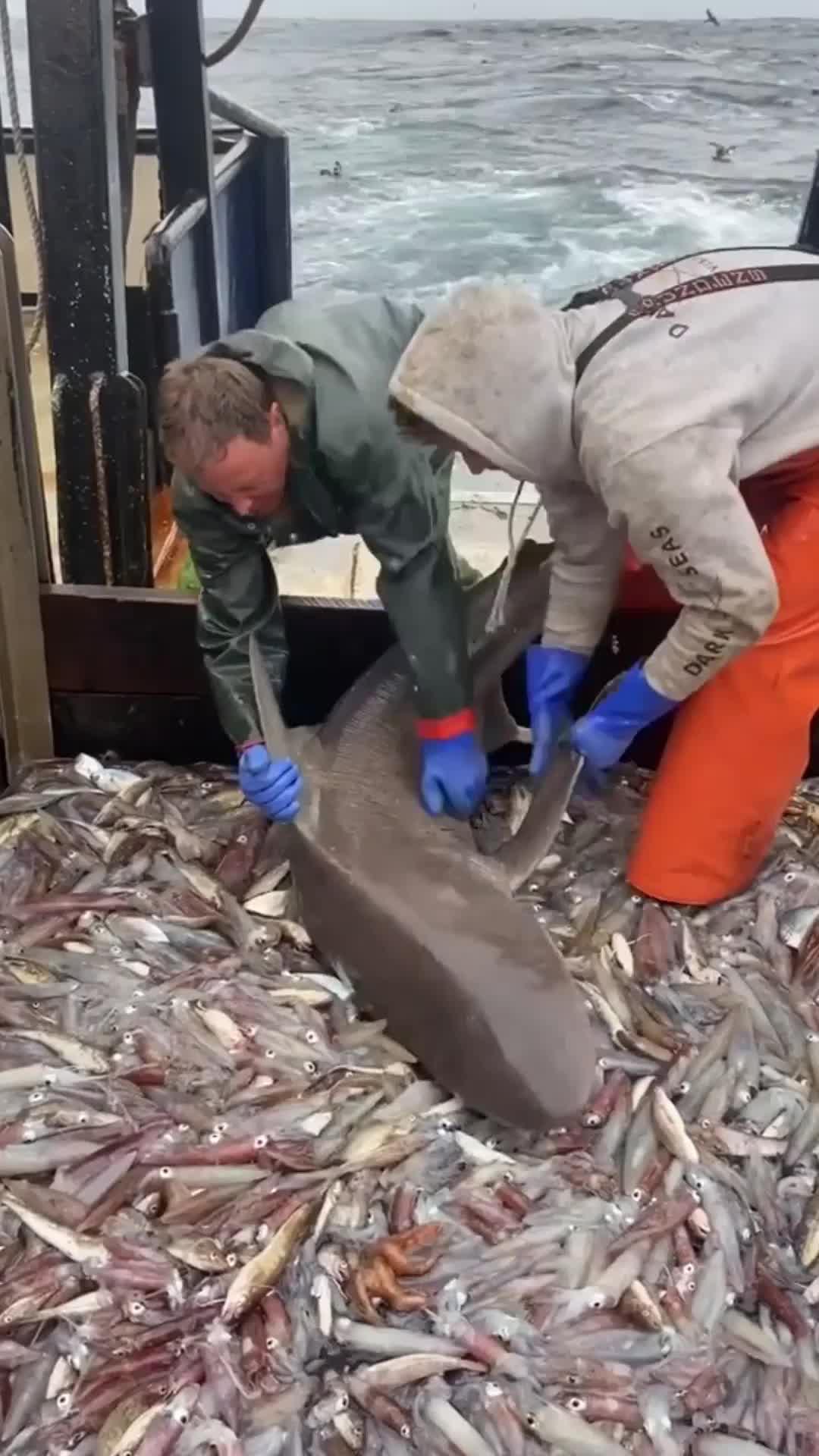 Can you get the golden fish?