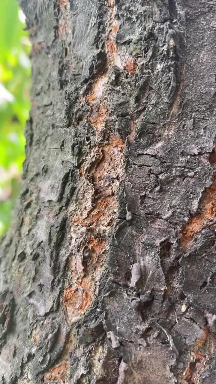 Discover thousands of ants！