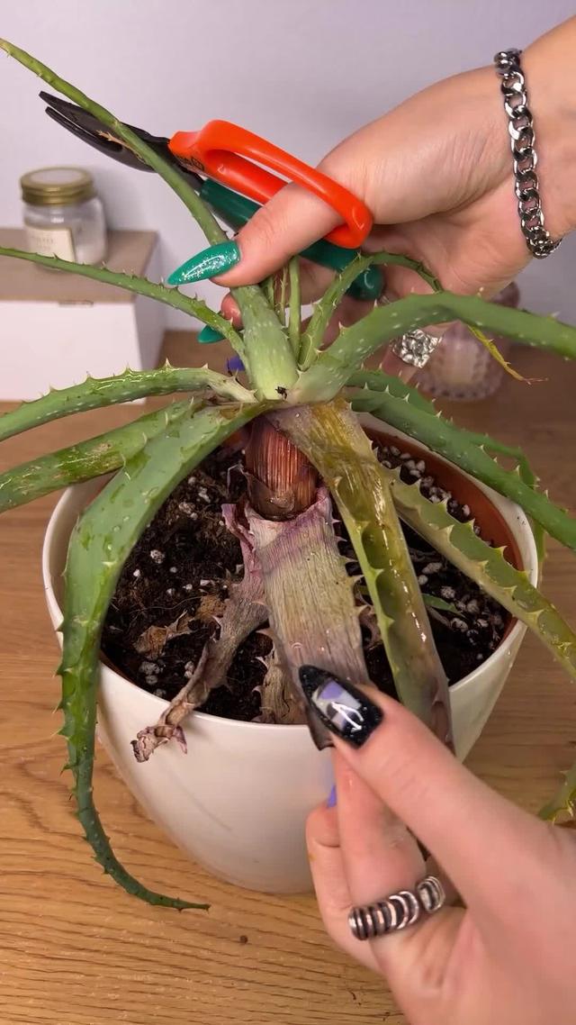 Identify plants with their disease.  Try a free plant!