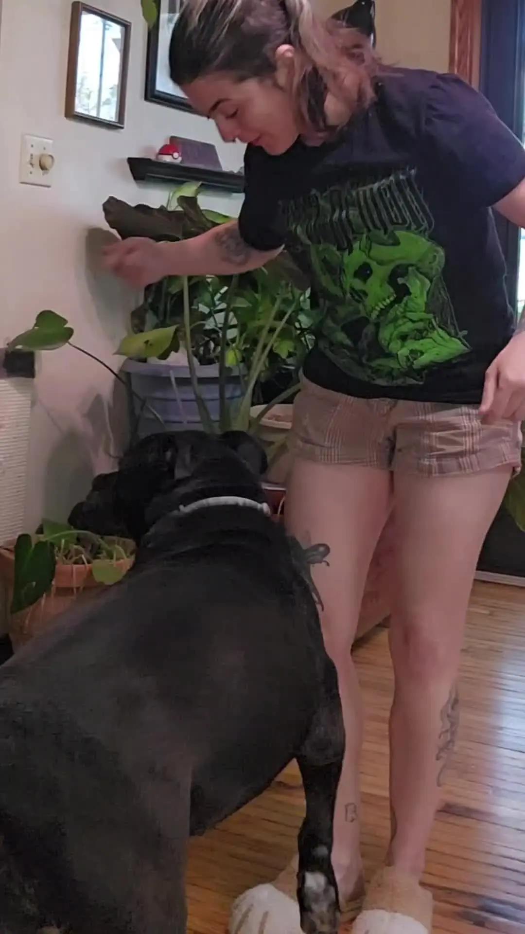 Start training your dog like a pro!