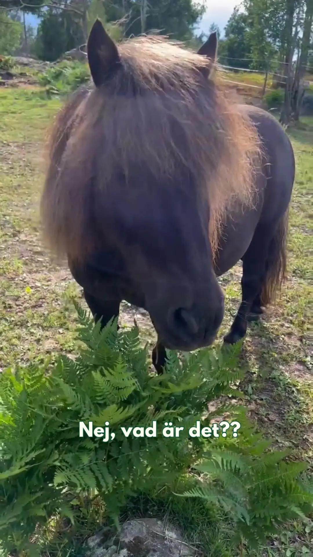 Är Bob den sötaste som finns eller är han den sötaste som finns? 🥹 #hayhay #hayhayapp #horses #horse #hästar #stall #häst #stable #fördig #4u #foryou #fyp #foryoupage #app #bob 