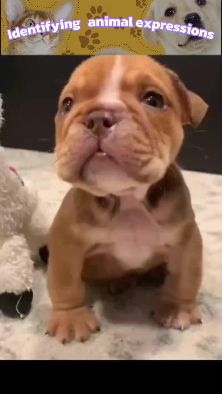 Animal expression recognition helps you understand your pet better--AI Photo Enhancer