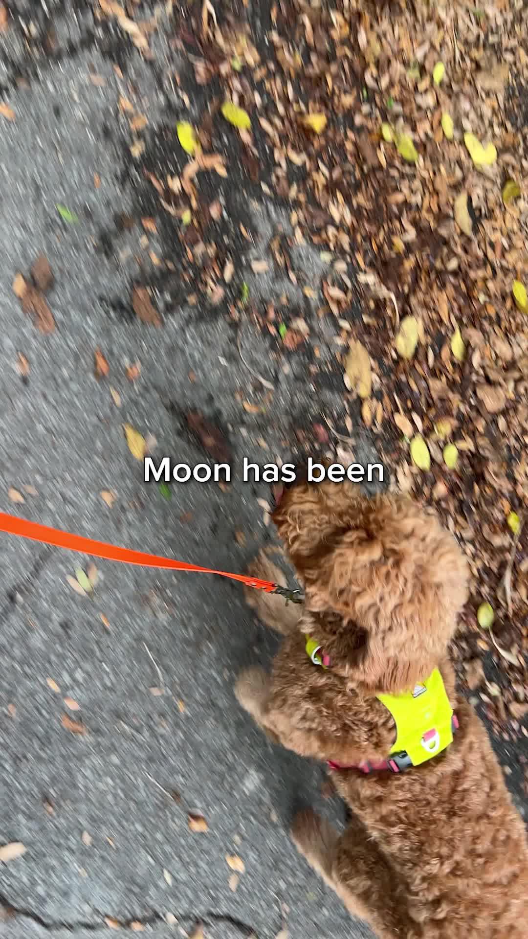 Transform your dog's behavior in days!