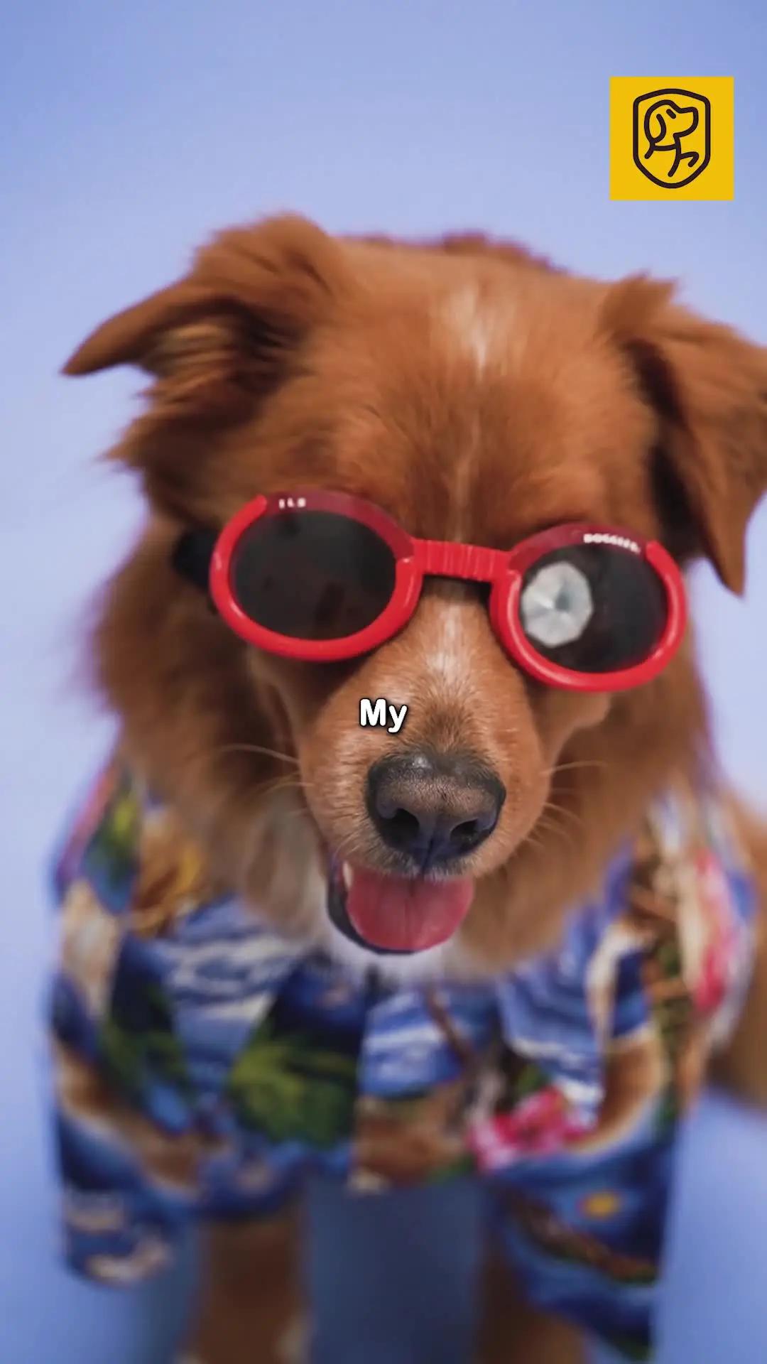 The best dog training app for your flurry friend!