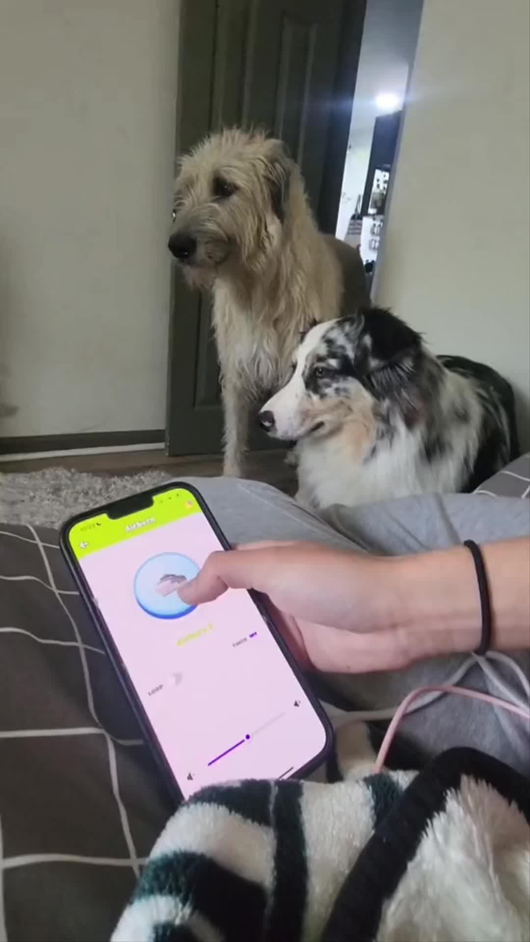 An all-in-one solution for your prank needs & vocal ideas.