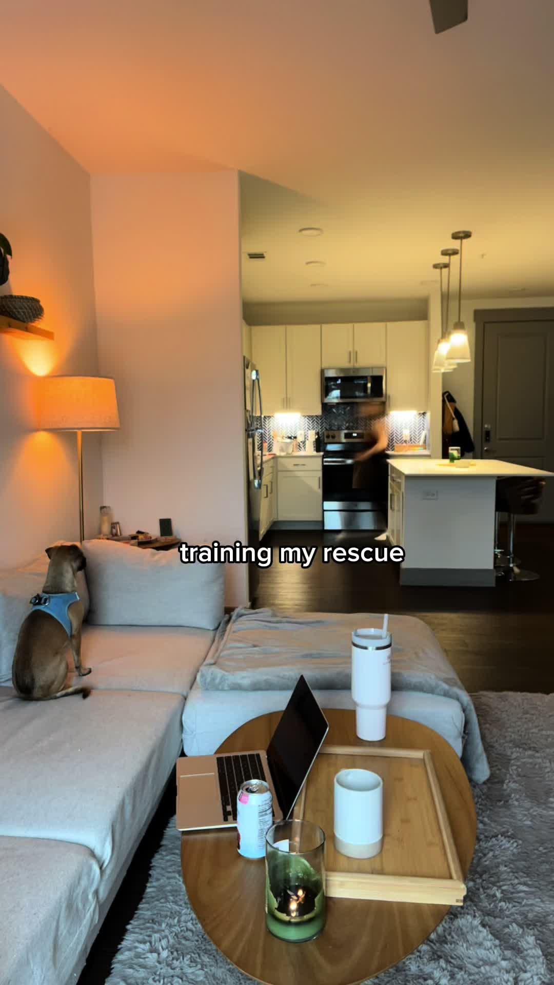 Elevate Your Pup's Skills with Woofz!