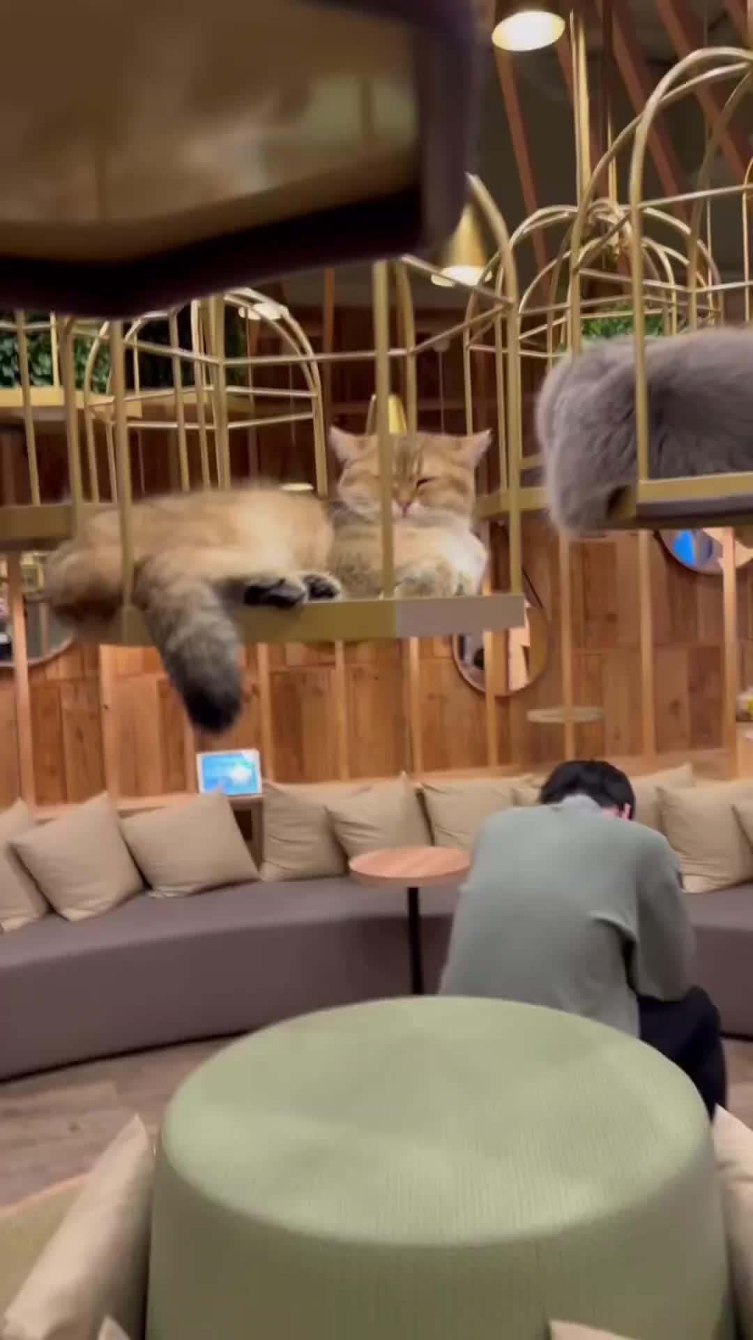 Relaxing Cat-Therapy Game