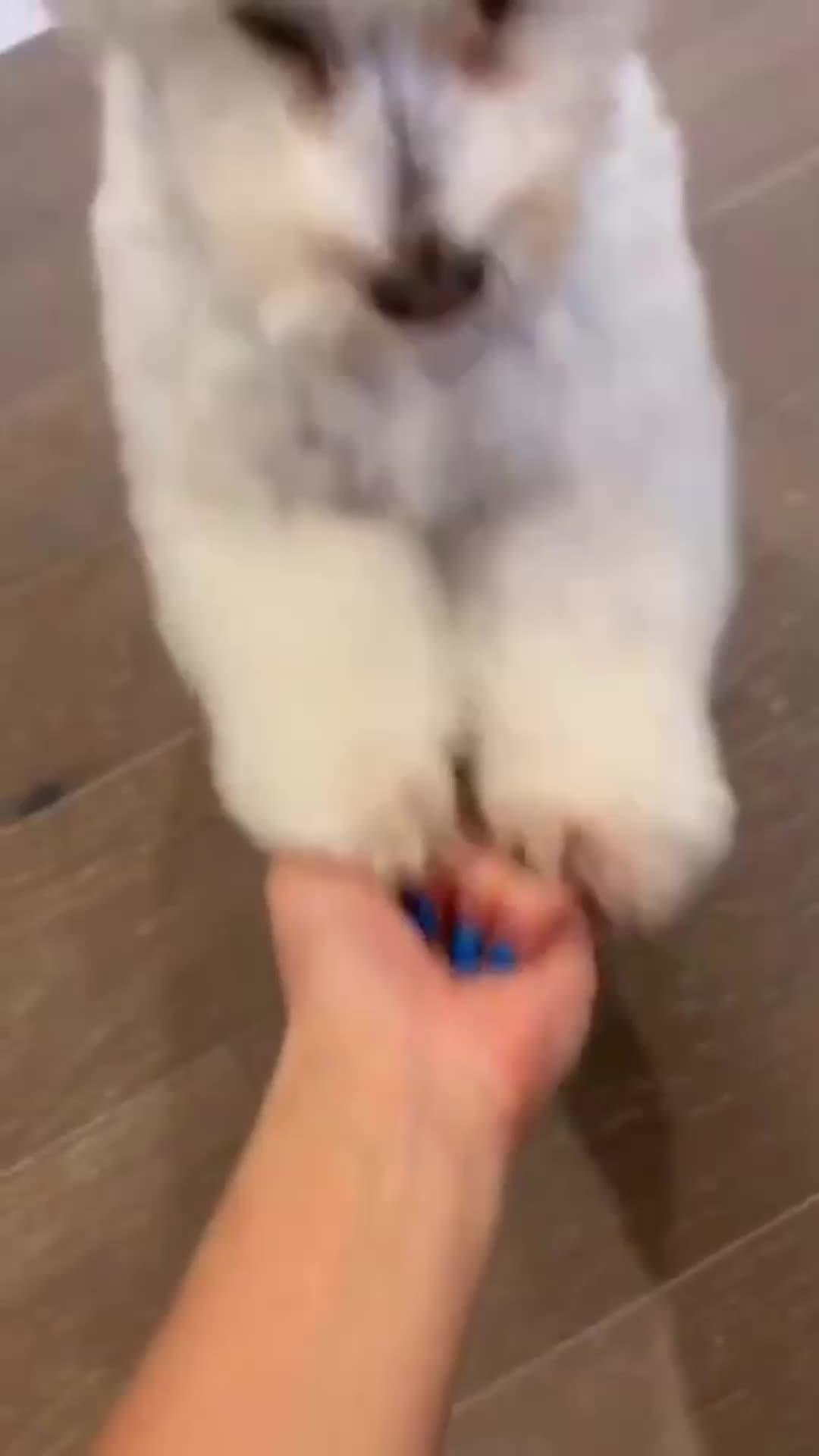 Elevate Your Pup's Skills with Woofz!