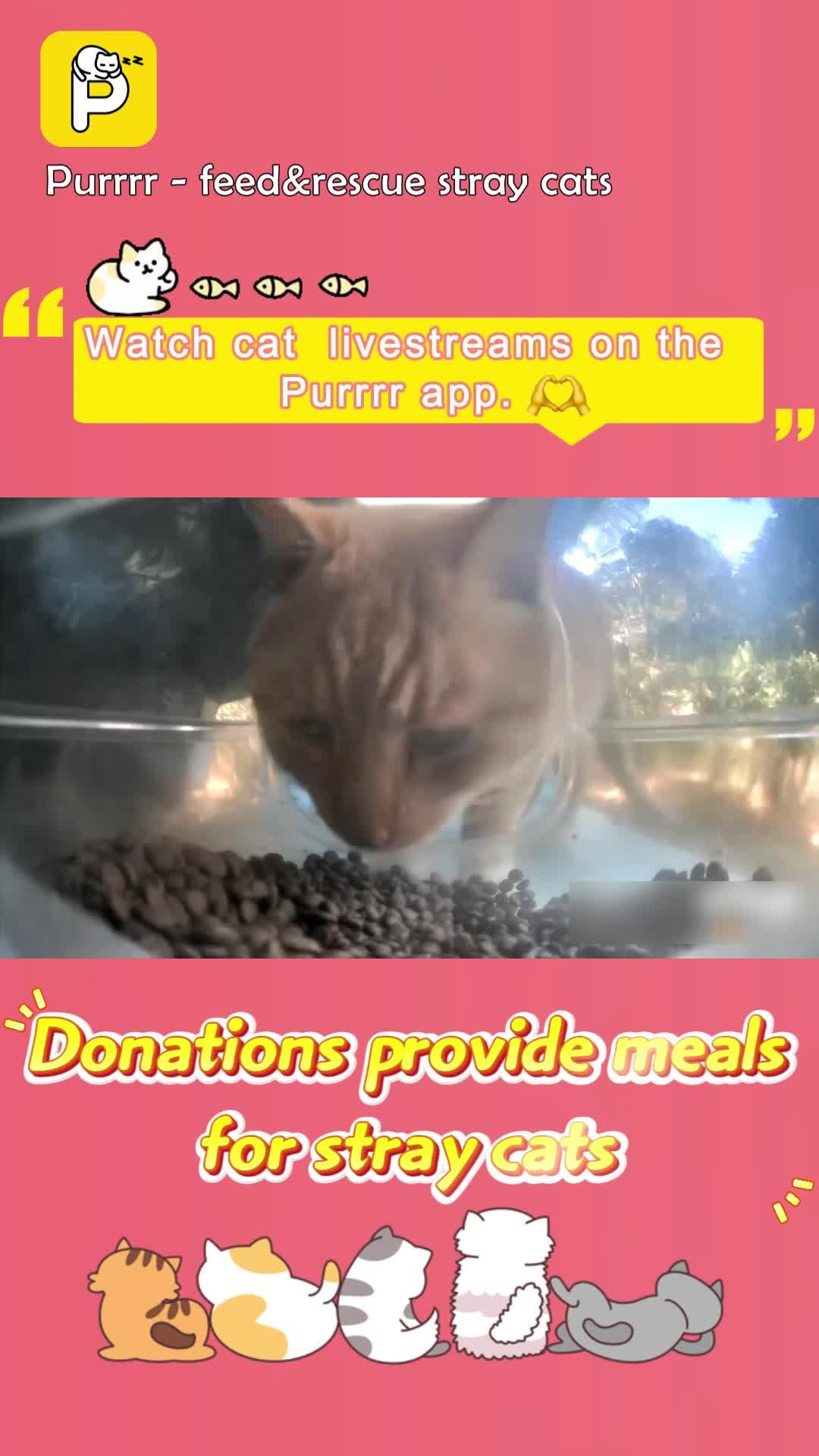 Purrrr -feed&rescue stray cats: Online Feeding Entertainment