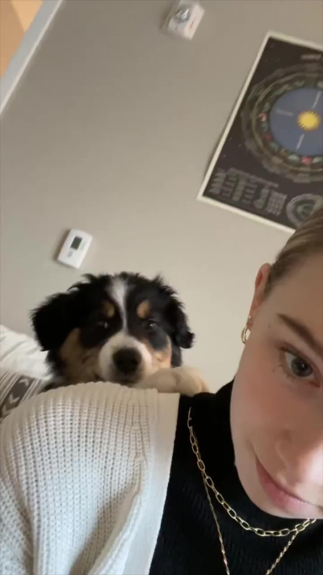 Start training your dog today!