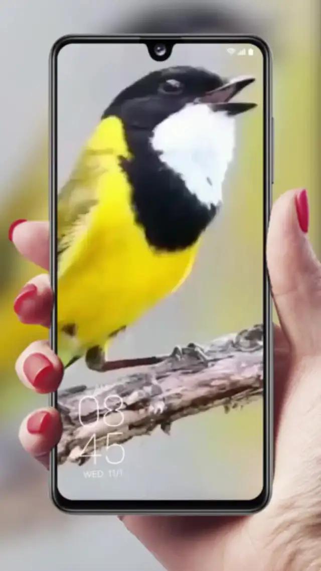 這個應用很漂亮，有很多不同的圖片，每張都可以當壁紙