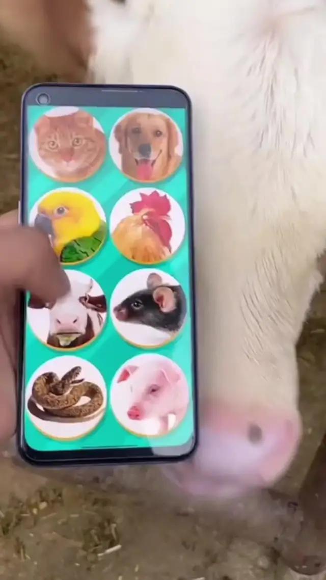 التحميل الان