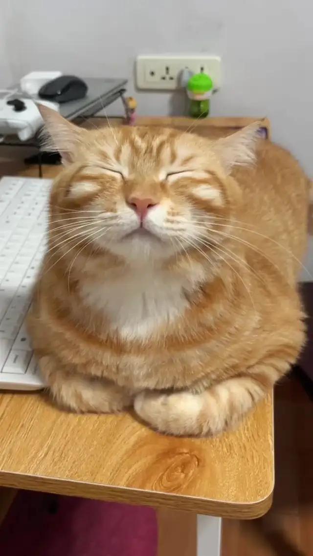 あなた専属の猫娘！キャットファンタジー事前登録キャンペーン開催中