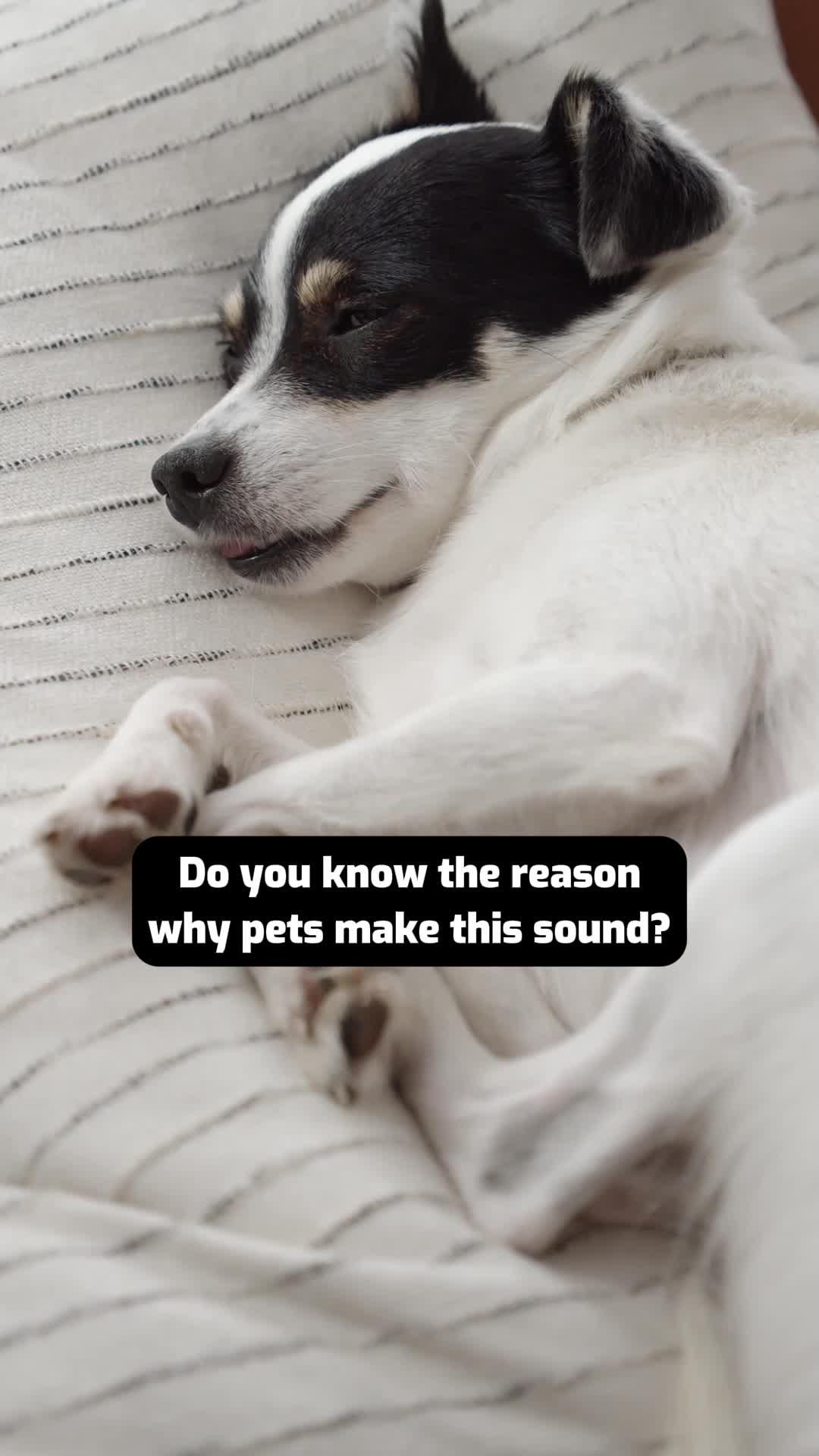 It's super easy to understand your pet's emotions in real time!