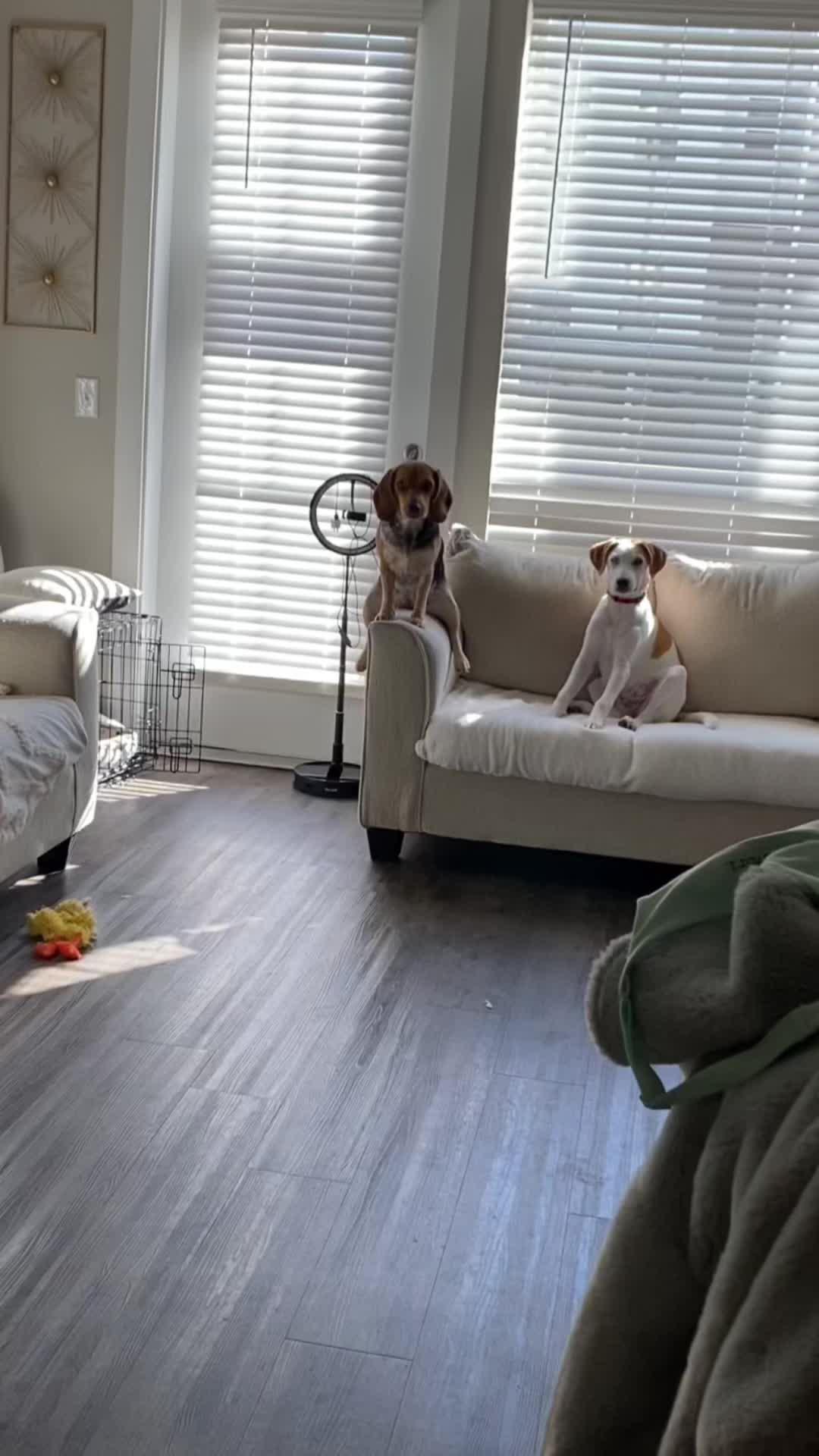 The best dog training app for your furry friend!