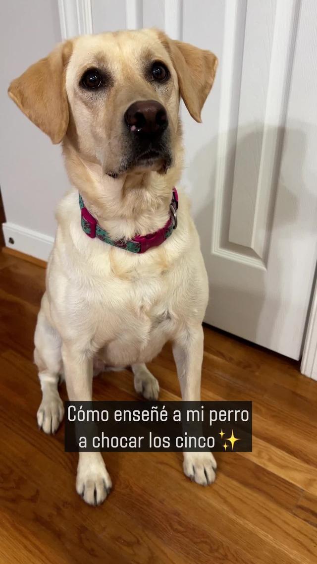 ¡Un cachorro bien educado en días! Entrénalos ahora!