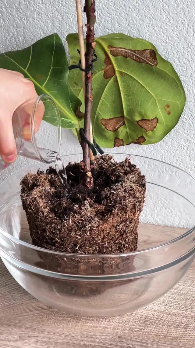 Need tips for reviving a dying plant?