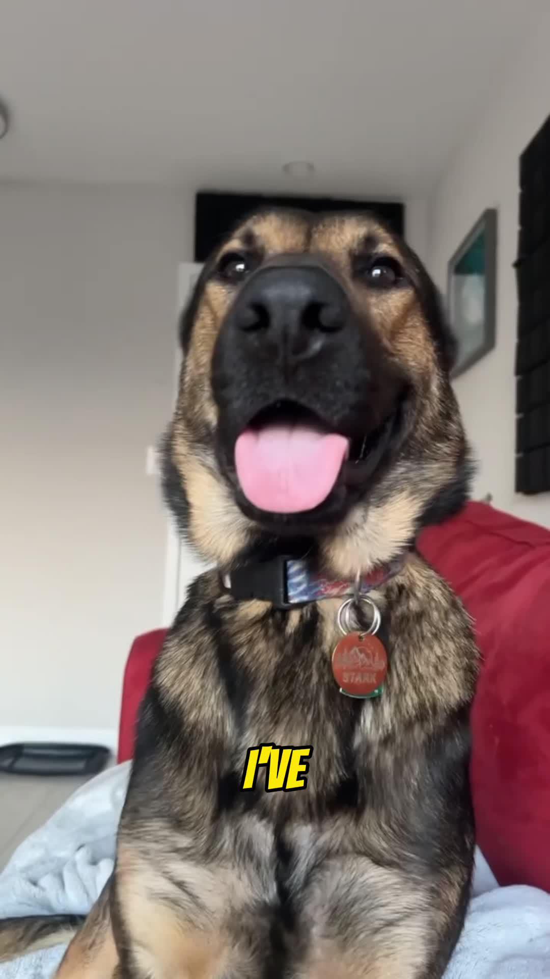 The best dog training app for your flurry friend!