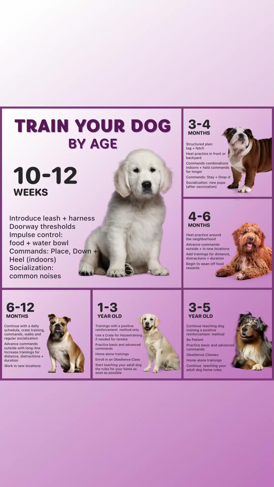 Get your personalized dog training plan!