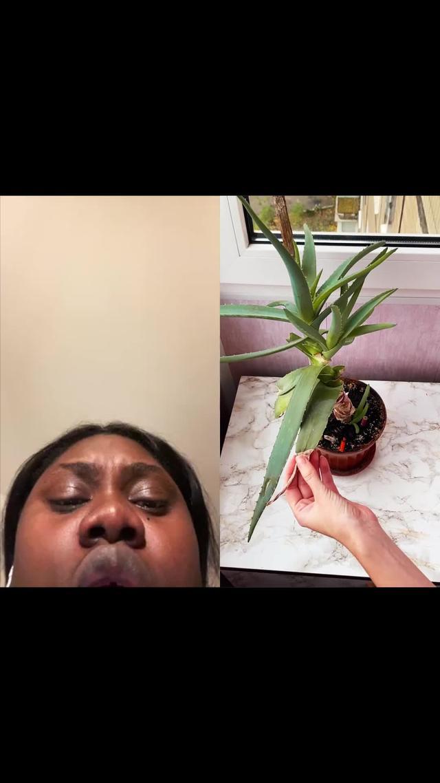 Take Care Of Your Plants Now. Try for Free!