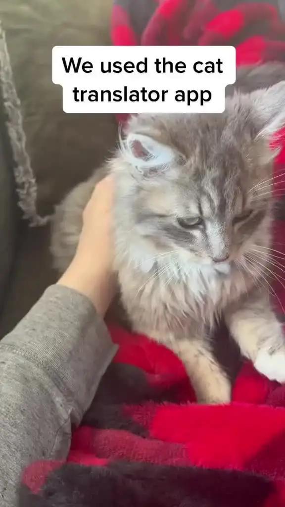 Find out what your cat says