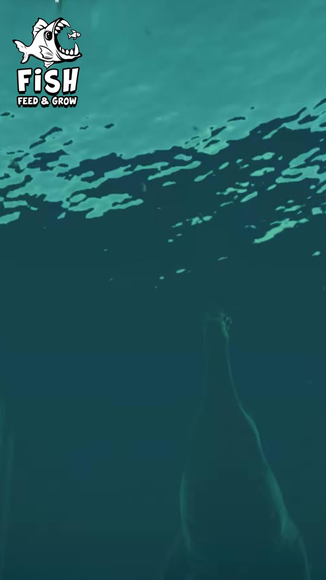 Feed, grow, and rule the sea! Become the apex predator in 3D Fish Feeding and Grow simulator