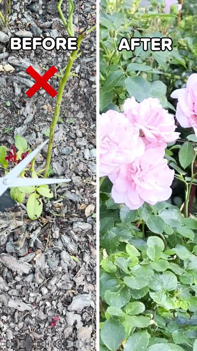 Get Plantyx for FREE!