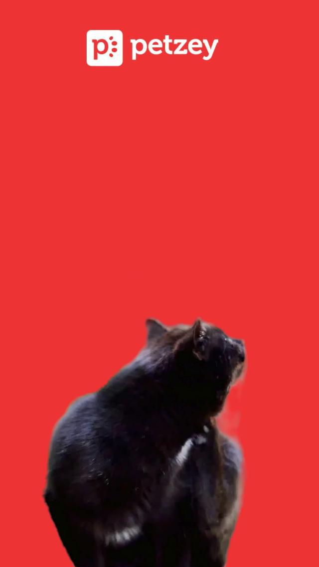 Ultimate pet wellness with Virtual Vet Pro Help anytime, anywhere!