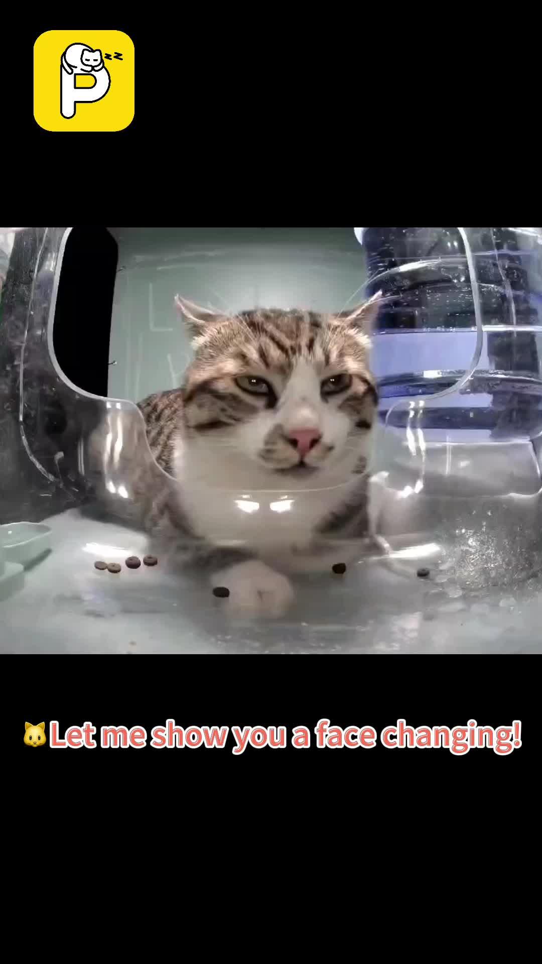 In the Cat House livestream, you can remotely feed stray cats, dogs, hedgehogs, squirrels～