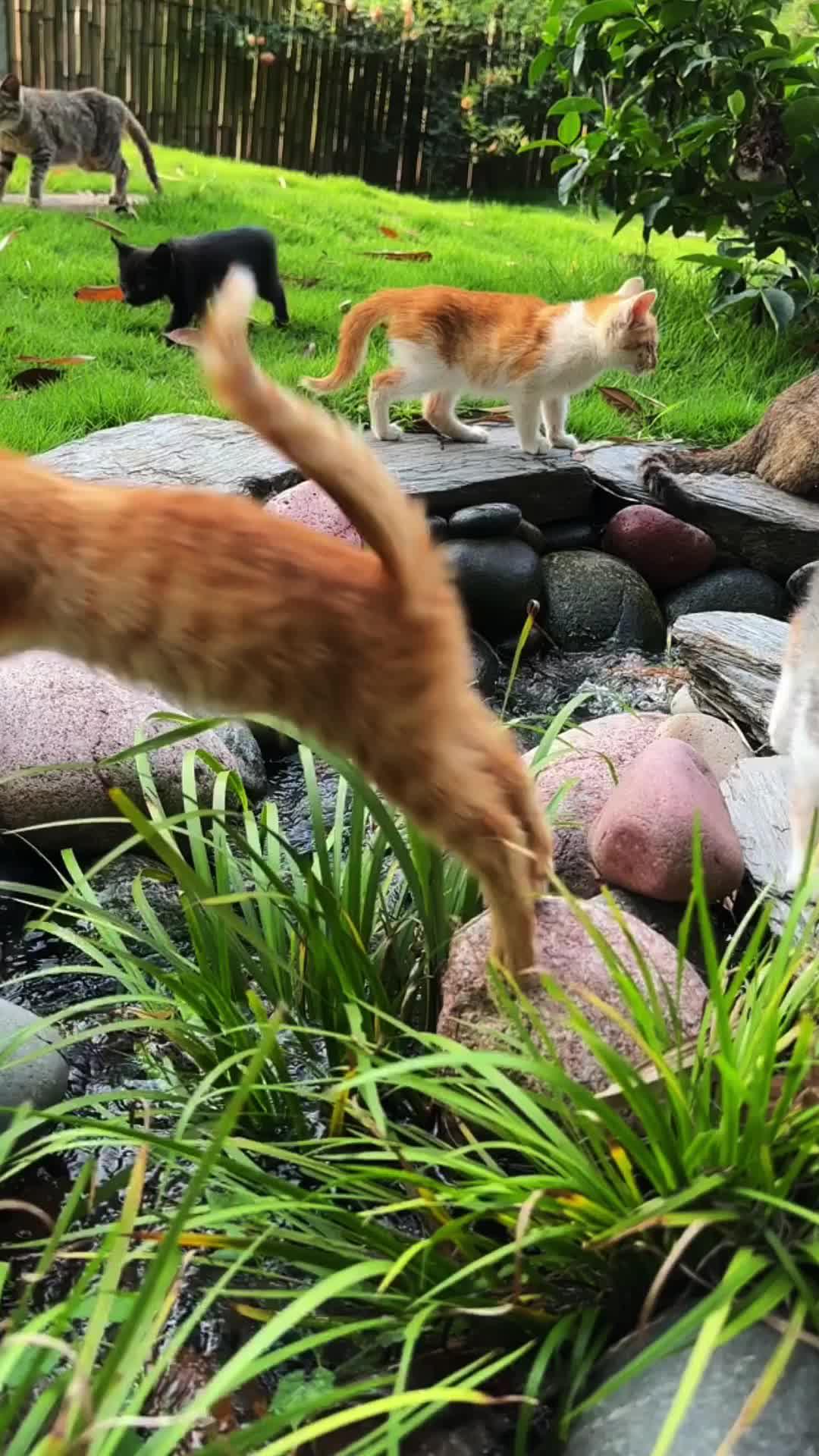 Purrrr -feed&rescue stray cats: Online Feeding Entertainment