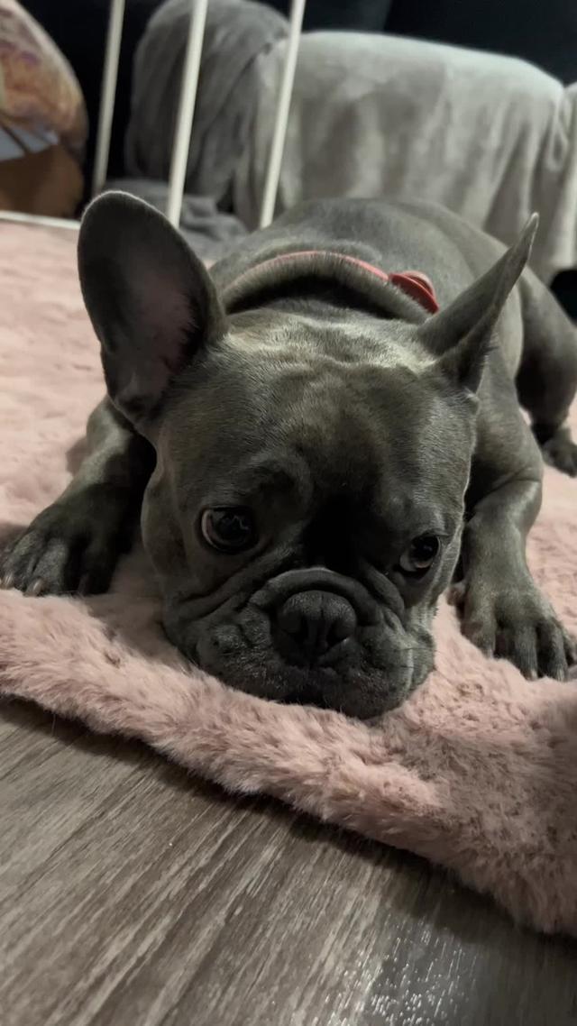 https://zebratelehealth.onelink.me/EIKx/TaylorandBuddah  #telehealth #remotecare #zebratelehealth #teledoc #pethealth #virtualcare #ad #pet #pets #dogmom #dogmomlife #petsoftiktok #frenchie #frenchbulldog #frenchiesoftiktok #puppy #puppytiktok 
