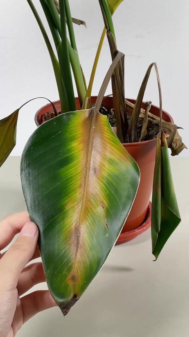 According to your area and the weather, provide you with the best plant care tips.