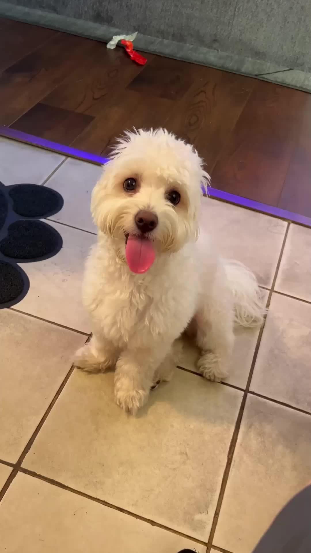 The best dog training app for your flurry friend!